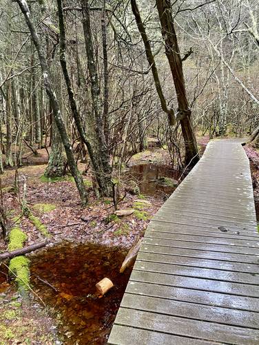 Red swamp waters off of the boardwalk