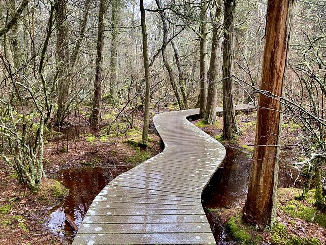 Red waters and green moss, boardwalk passes through the swamp