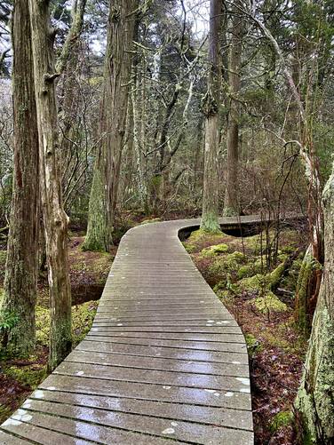 Boardwalk passes through the mossy swamp