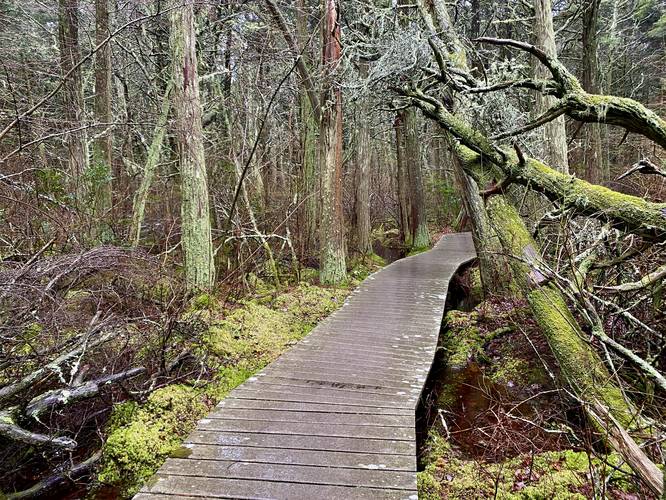 Boardwalk passes through the mossy swamp