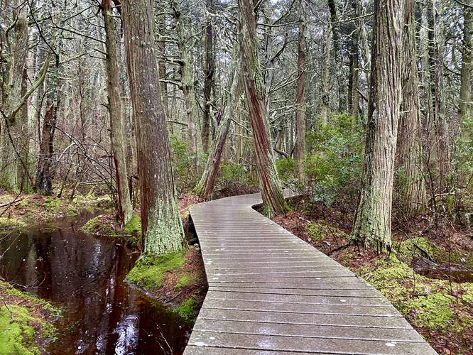 Vibrant green mosses and dark red waters of the Atlantic White Cedar Swamp