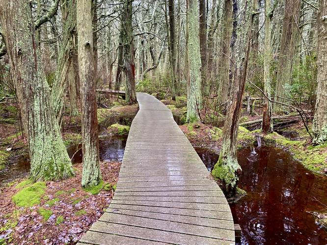 Vibrant green mosses and dark red waters of the Atlantic White Cedar Swamp