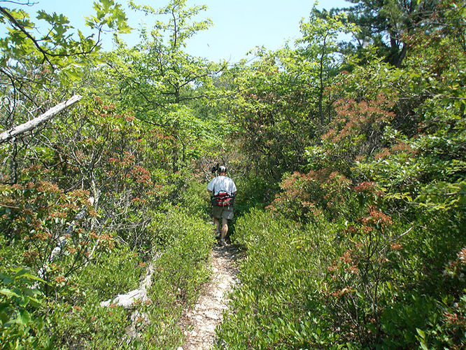 Picture 23 of Austin and Furnace Mountain Hike 062108