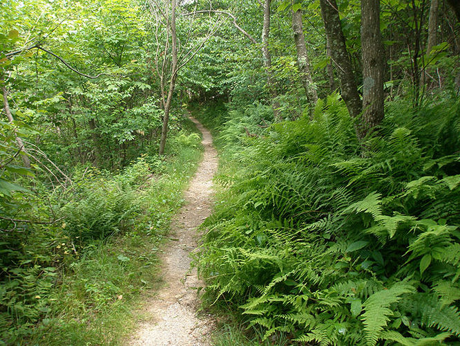 Picture 31 of Austin and Furnace Mountain Hike 062108