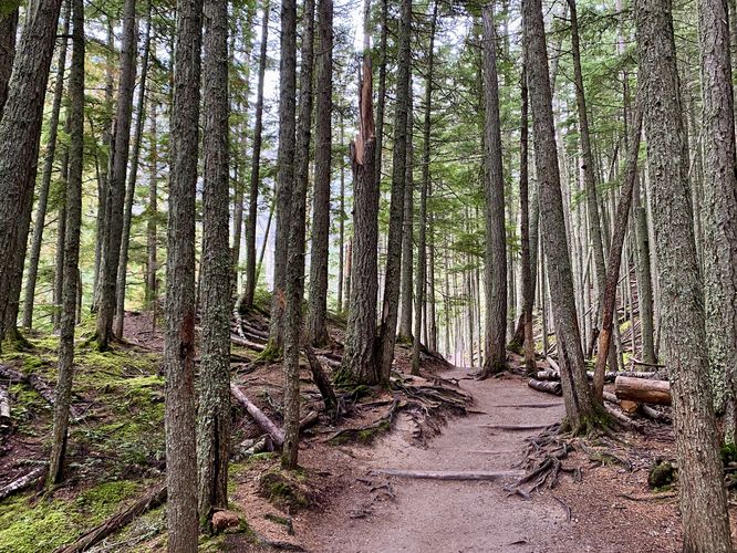 Avalanche Lake Trail passes through an evergreen forest