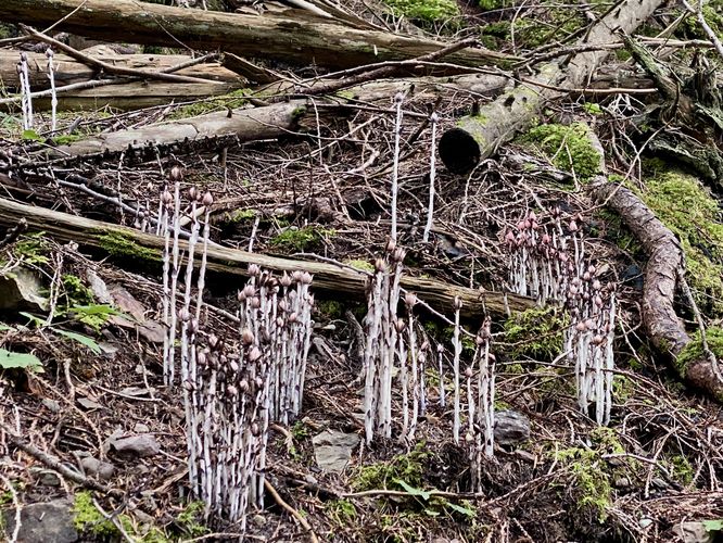 Tall mushrooms