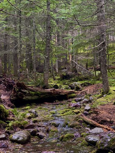 Moss-covered forest floor with evergreens surrounding a shallow tributary creek