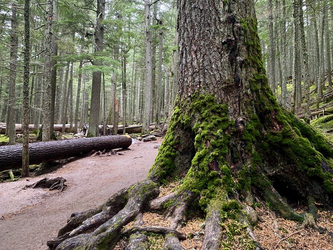 Dark green moss covers the trunk of a western red cedar tree