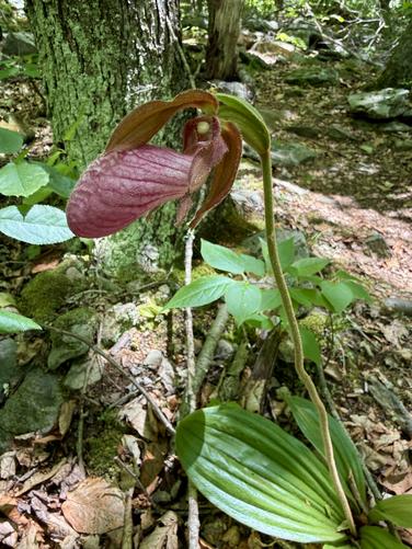 Lady Slipper orchid wildflower