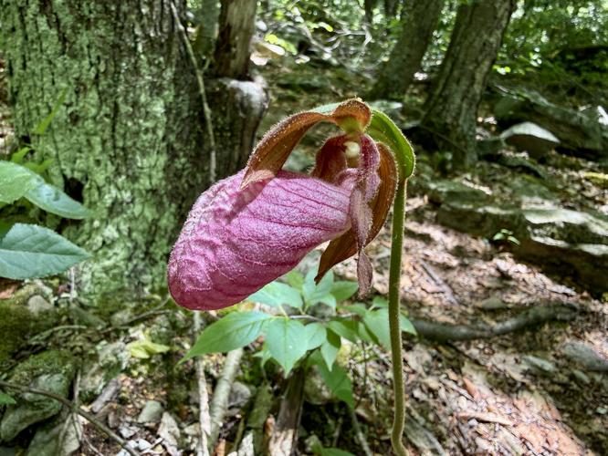 Lady Slipper orchid