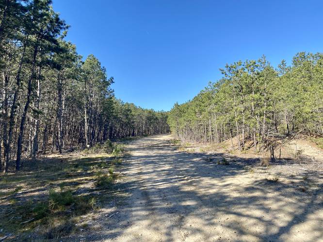 Sandy trail leads through a pine forest