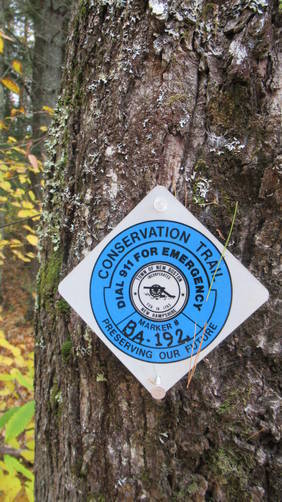 Trail blaze marker on tree