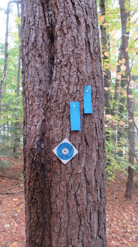 Trail Blaze markers for Bailey Pond Trail