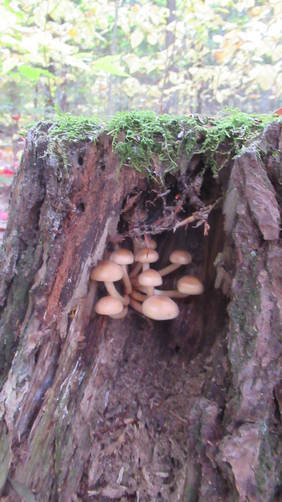 Fungi Nature study