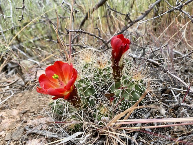 Red flowering prickly pear cactus
