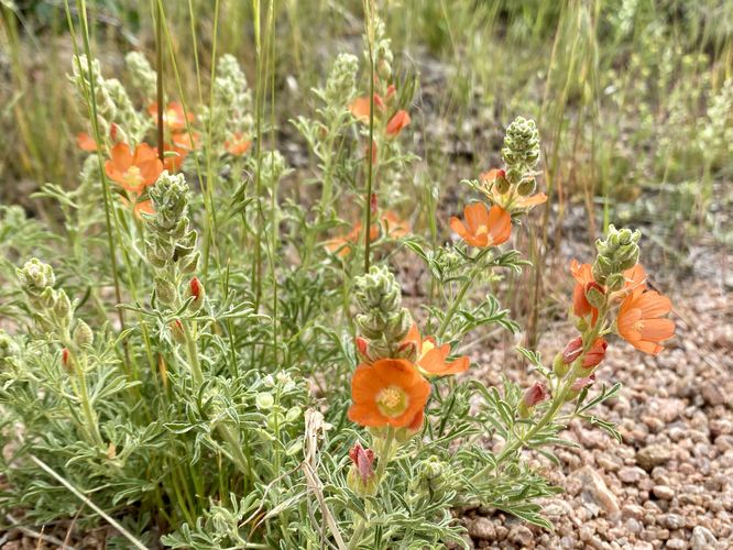 Scarlet globemallow wildflower (Sphaeralcea coccinea)