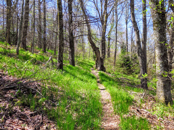 Picture 11 of Bald Knob Ridge to Pinnacle 051717