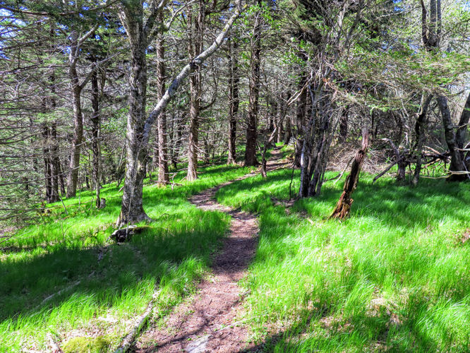 Picture 19 of Bald Knob Ridge to Pinnacle 051717