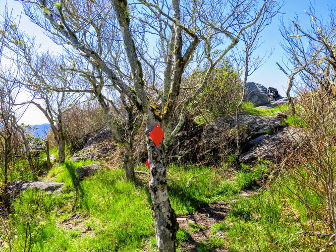 Picture 25 of Bald Knob Ridge to Pinnacle 051717