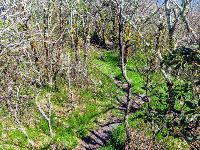 Picture 26 of Bald Knob Ridge to Pinnacle 051717
