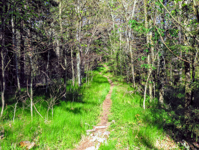Picture 40 of Bald Knob Ridge to Pinnacle 051717