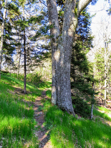 Picture 42 of Bald Knob Ridge to Pinnacle 051717