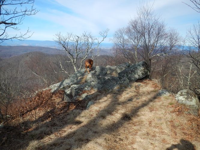 Picture 2 of Bald Knob and Cold Mountain Hike
