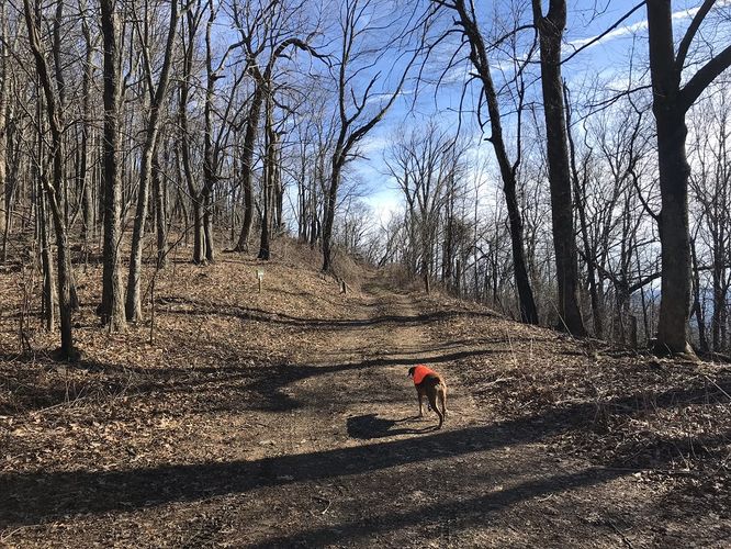 Picture 8 of Bald Knob and Cold Mountain Hike