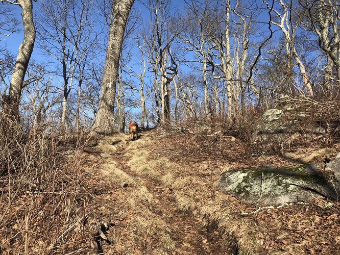 Picture 9 of Bald Knob and Cold Mountain Hike