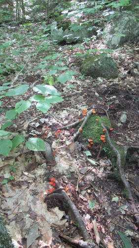 Beautiful fungi sprinkled on the forest floor