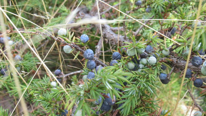 Juniper bushes loaded with berries