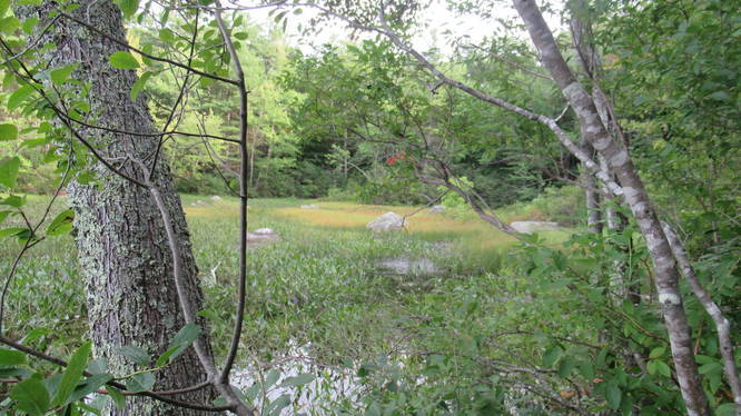 View of Willard Pond from Tudor Trail