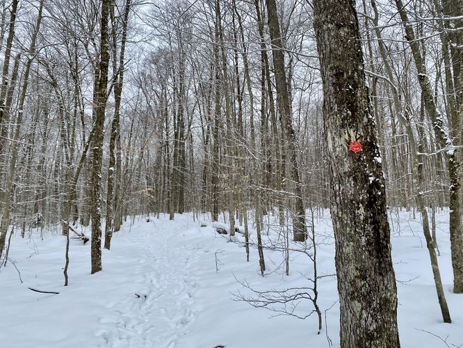 Red blazes of the Bald Mountain Fire Tower Trail