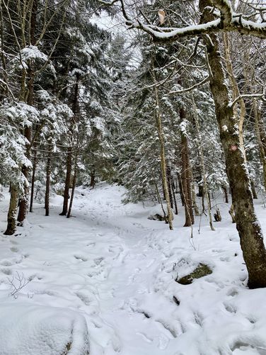 Snowy trail