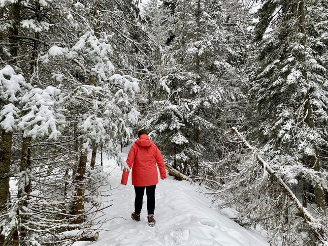 Hiking through snow-covered evergreens