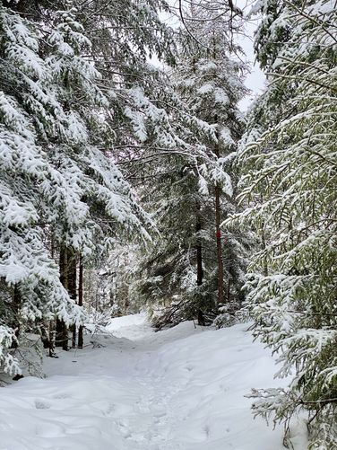 Snowy trail on Bald Mountain