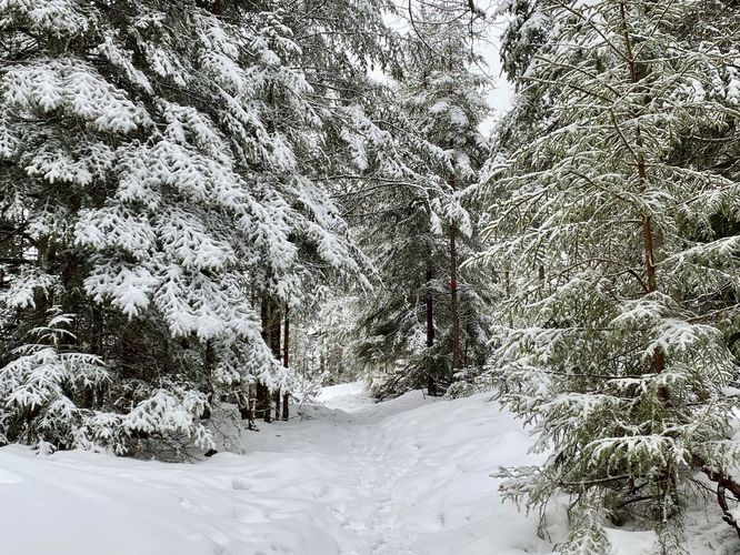 Snowy trail on Bald Mountain