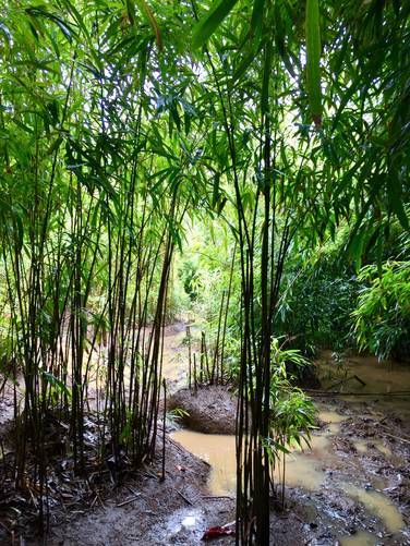 Picture 3 of Bamboo Forest (Na'ili'ili Haele)