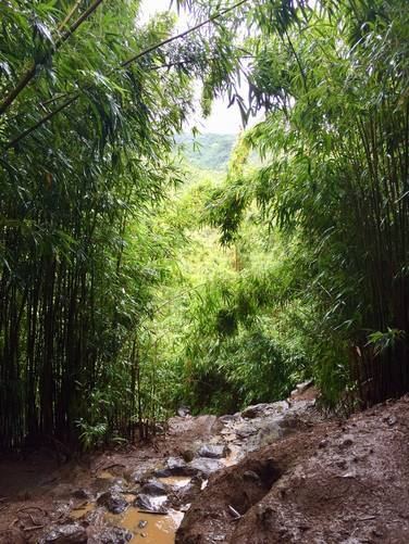 Bamboo Forest (Na'ili'ili Haele) Trail