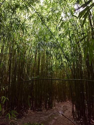 Picture 2 of Bamboo Forest (Na'ili'ili Haele)