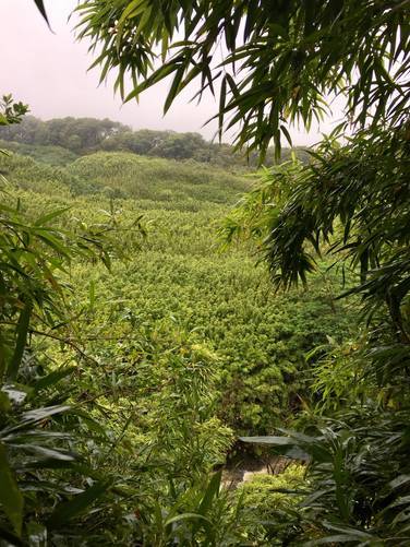 Picture 6 of Bamboo Forest (Na'ili'ili Haele)