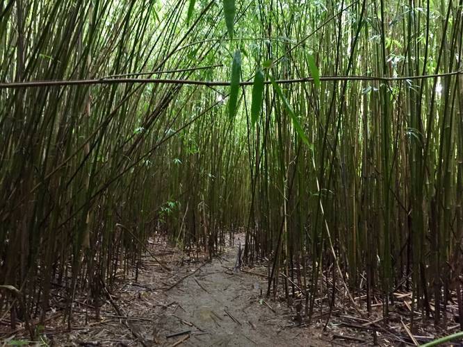 Picture 5 of Bamboo Forest (Na'ili'ili Haele)