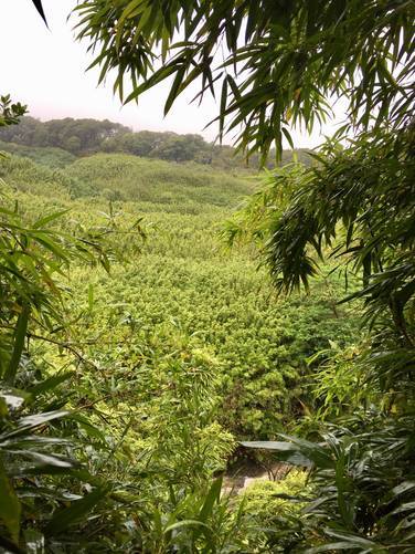 Picture 4 of Bamboo Forest (Na'ili'ili Haele)