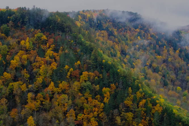Foliage in the PA Grand Canyon - view from Barbour Rock