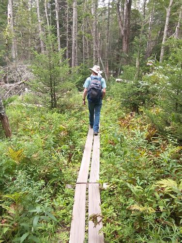 Boardwalk through the flora