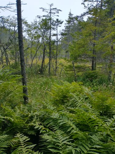 Fields of ferns
