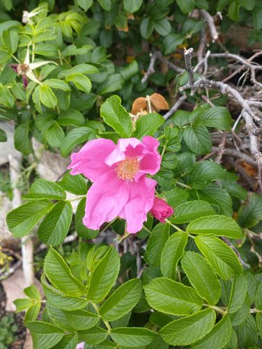 Another color variation in the blooms of the beach roses