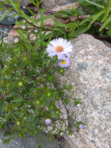 New York Aster
