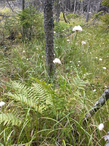 Tawny-cotton Grass