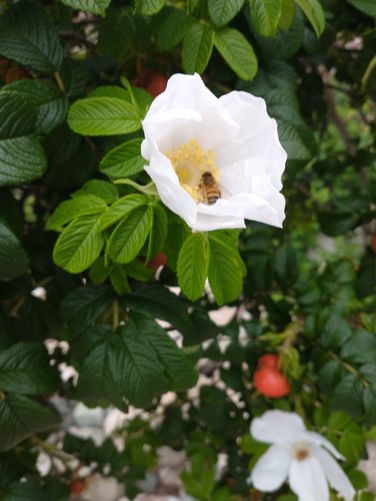 Beach rose in bloom